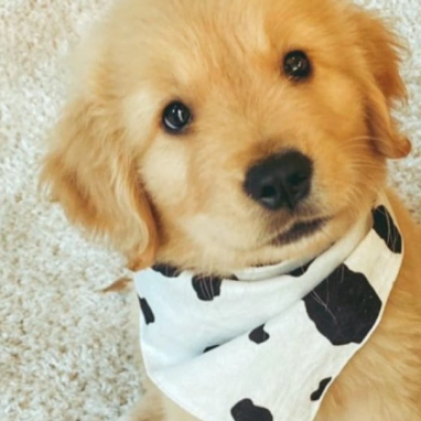 golden-cachorros5