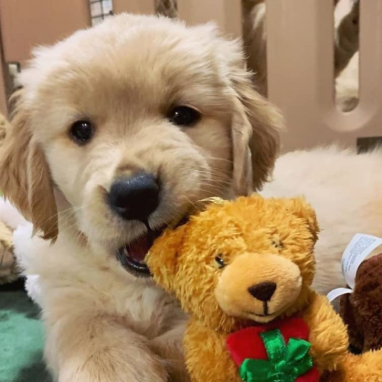 golden-cachorros6